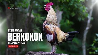 Suara Ayam Berkokok dipagi hari [upl. by Olecram]